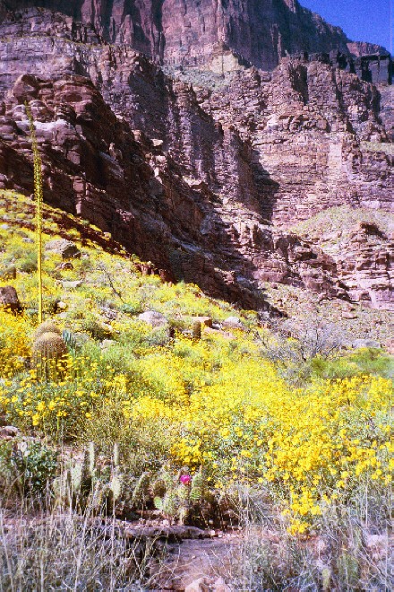 Flowers at Stone creek